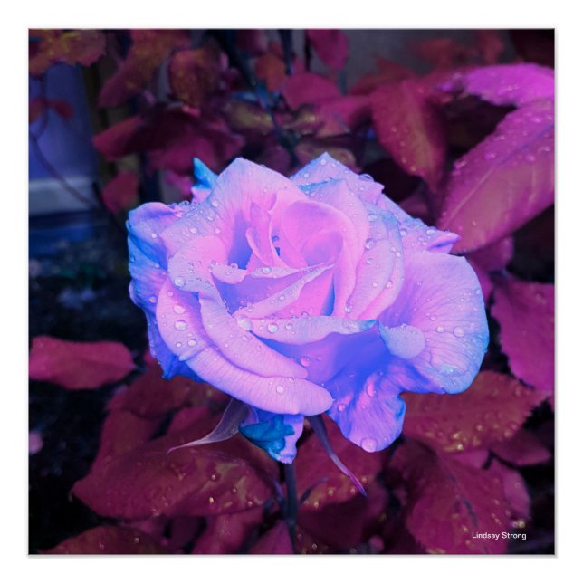 Poster de Neon Rose 20" x 20" (Devant)