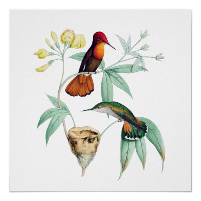 Poster de nidification des colibris Histoire natur (Devant)