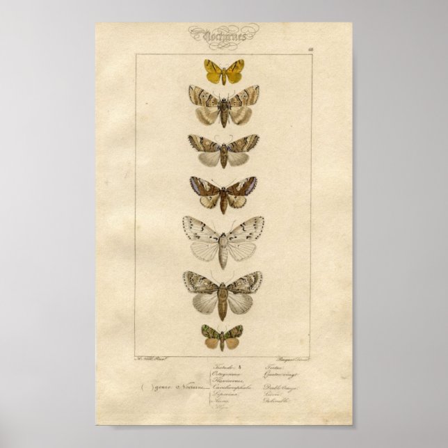 Poster de Nocturnes Specimen (Devant)