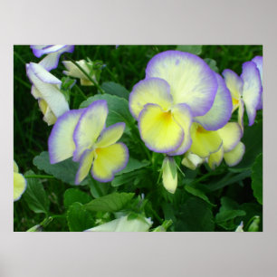 Poster de Pansies jaunes citron