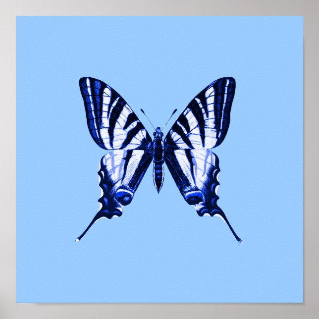 Poster de papillon bleu (Devant)