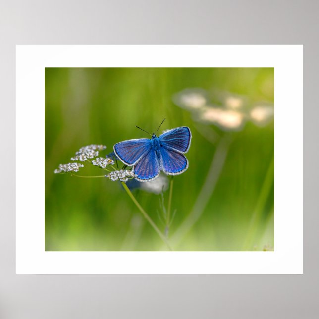 Poster de papillon bleu (Devant)