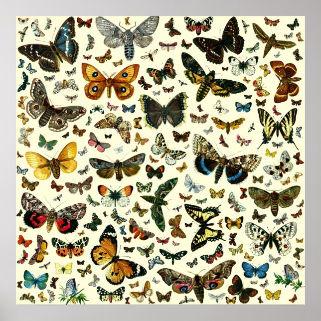 Poster de papillon colossal (Devant)
