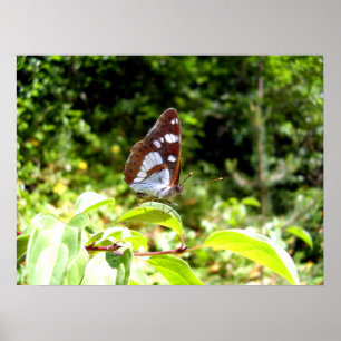 Poster de papillon de l'amiral blanc du sud