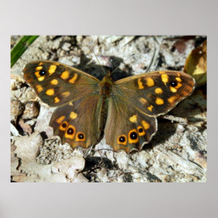 Poster de papillon Lasiommata Westwood