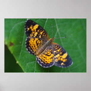 Poster de papillon Pearl Crescent