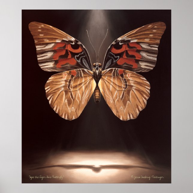 Poster de papillon Tiger Face (Devant)