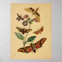 Poster de papillon vintage