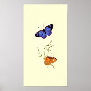 Poster de papillon vintage
