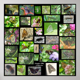 Poster de papillons Moths & Caterpillar