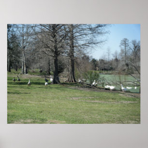 Poster de Park Ducks le 4 mars