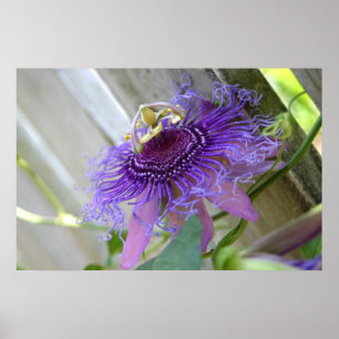 Poster De passion pourpre de fleur de fleur fin tropicale