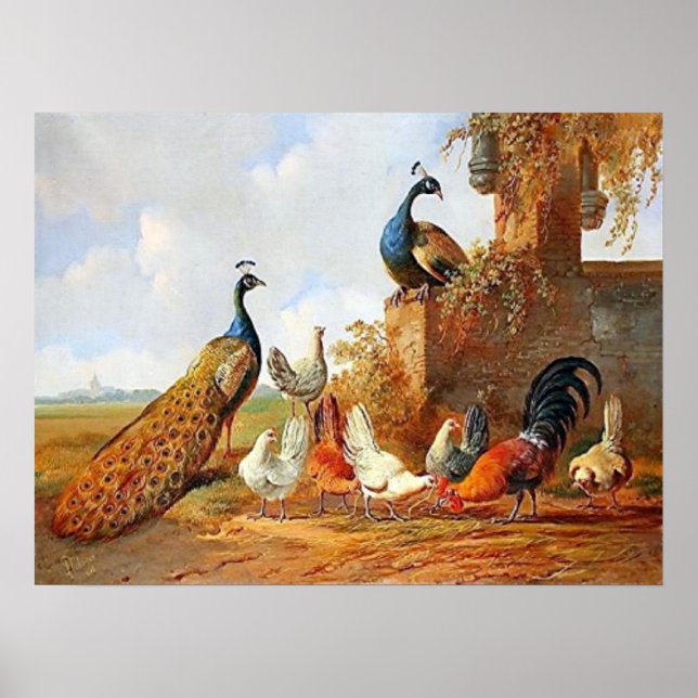Poster de Peacocks et poulets (Devant)