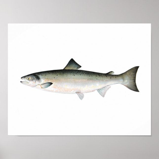 Poster de pêche - Poisson Saumon Atlantique (Devant)