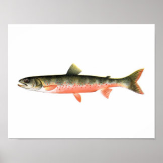 Poster de pêche - truite rouge canadienne Poisson