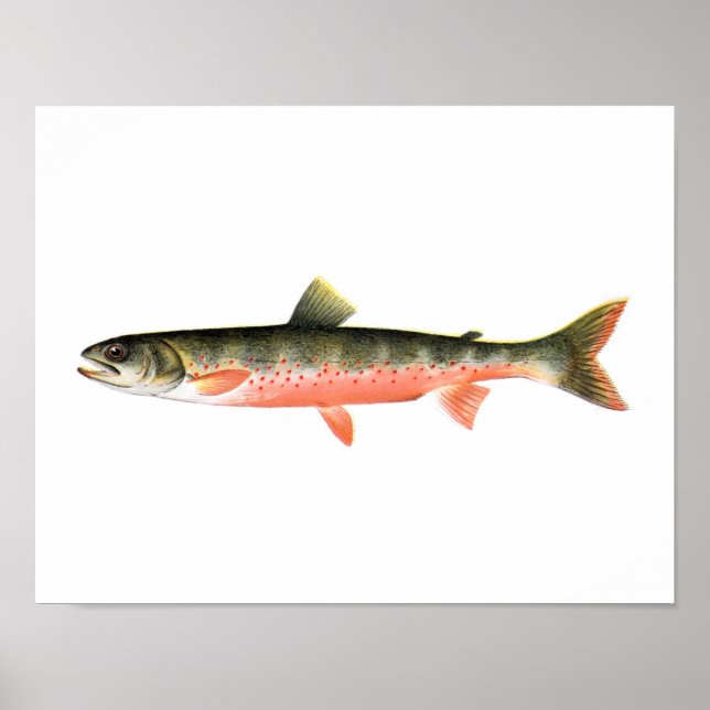 Poster de pêche - truite rouge canadienne Poisson  (Devant)