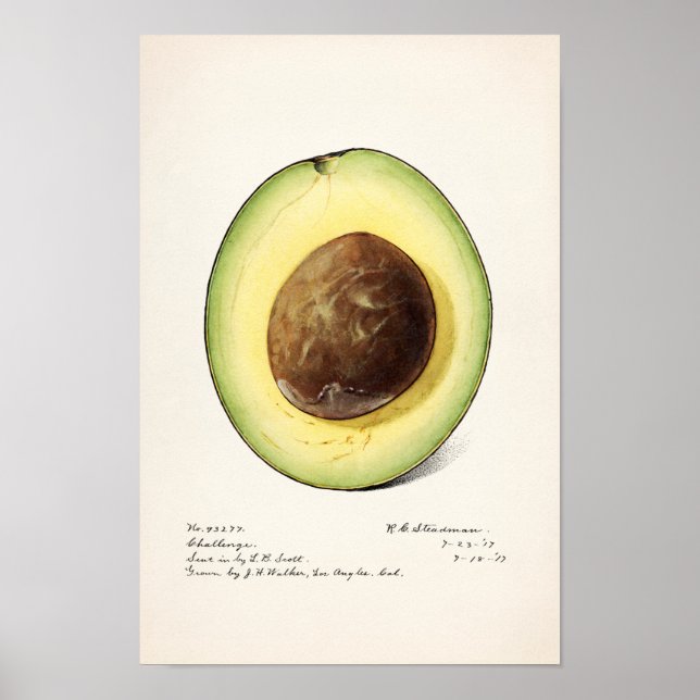 Poster de peinture à l'aquarelle de fruits Avocado (Devant)