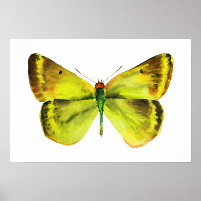 Poster de peinture à l'aquarelle papillon (Devant)