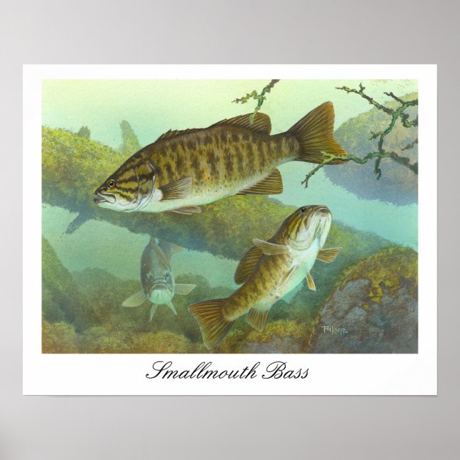 Poster de peinture basse de Smallmouth (Devant)