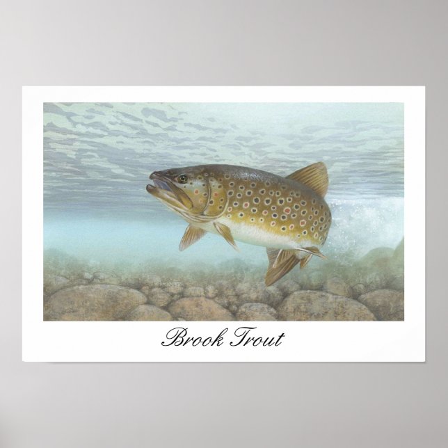 Poster de peinture de truite brook (Devant)