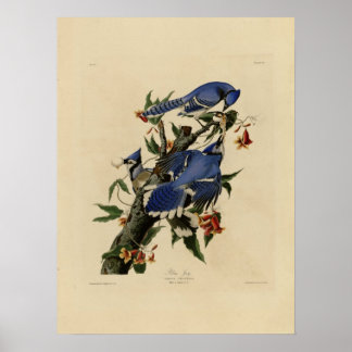 Poster de peinture vintage Bluebird