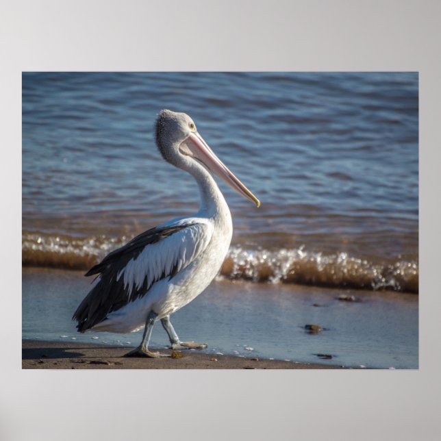 Poster de Pélican (Devant)