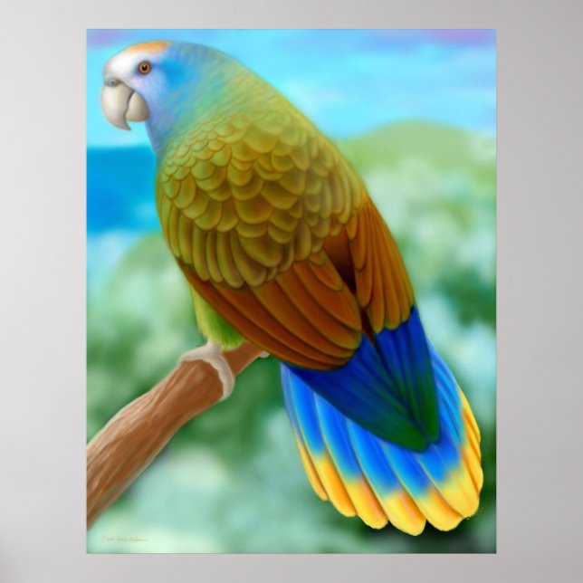 Poster de perroquet de Saint-Vincent en voie de di (Devant)
