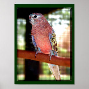 Poster de perroquets