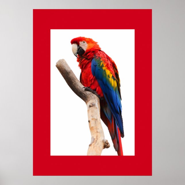 Poster de perroquets (Devant)