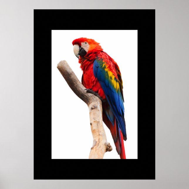 Poster de perroquets (Devant)