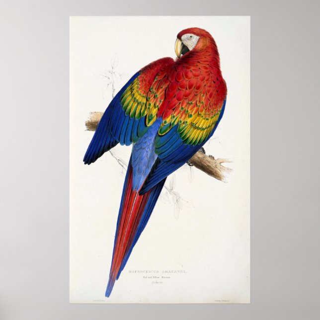Poster de perroquets tropicaux (Devant)
