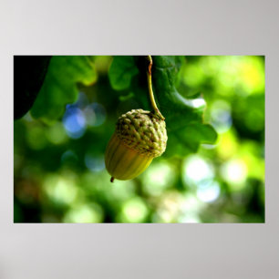 Poster De petits glands cultivez les chênes puissants