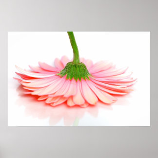 Poster de photos rose Gerbera Daisy