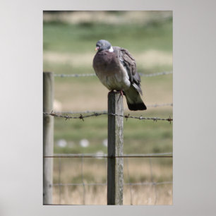 Poster de Pigeon Post