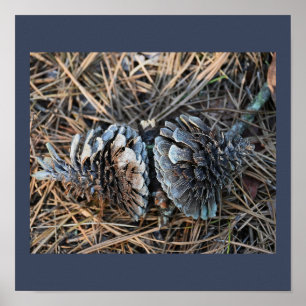Poster de Pinecones