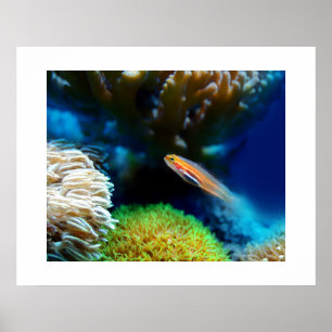 Poster de poisson