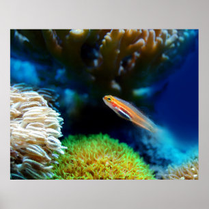 Poster de poisson