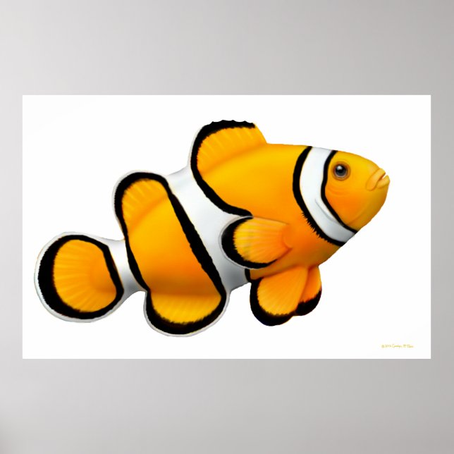 Poster de poisson clown Coral Reef Percula (Devant)