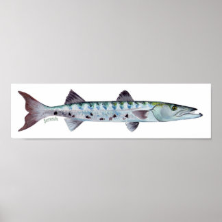 Poster de poisson de Barracuda