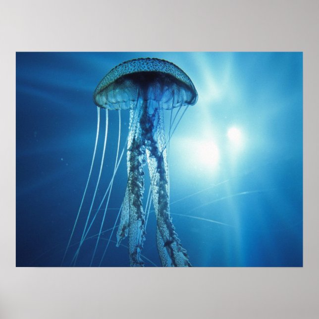 Poster de poisson de gelée (Devant)