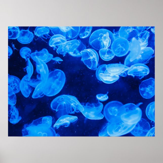 Poster de poisson de lune gelée (Devant)