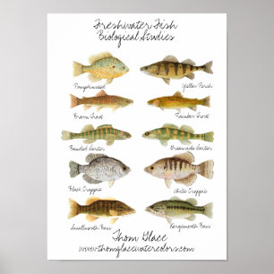 Poster de poisson d'eau douce