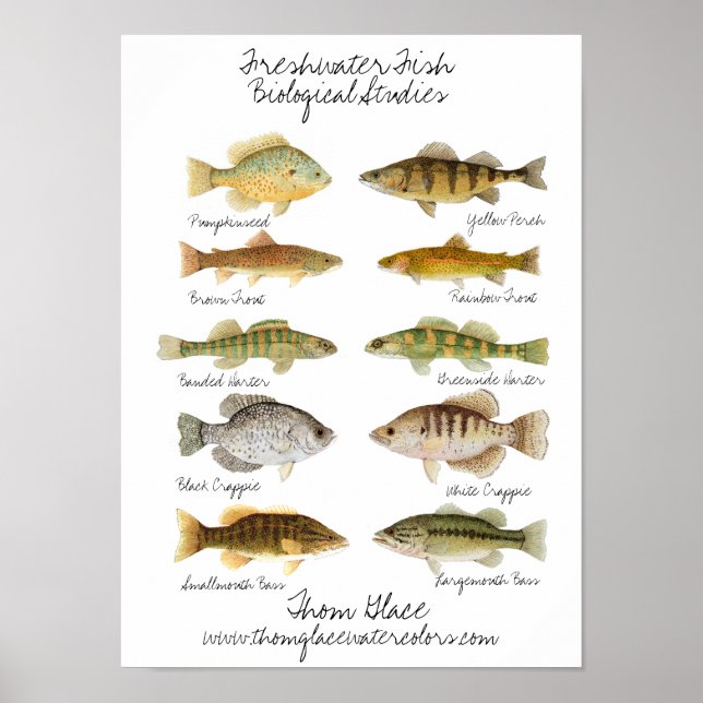 Poster de poisson d'eau douce (Devant)