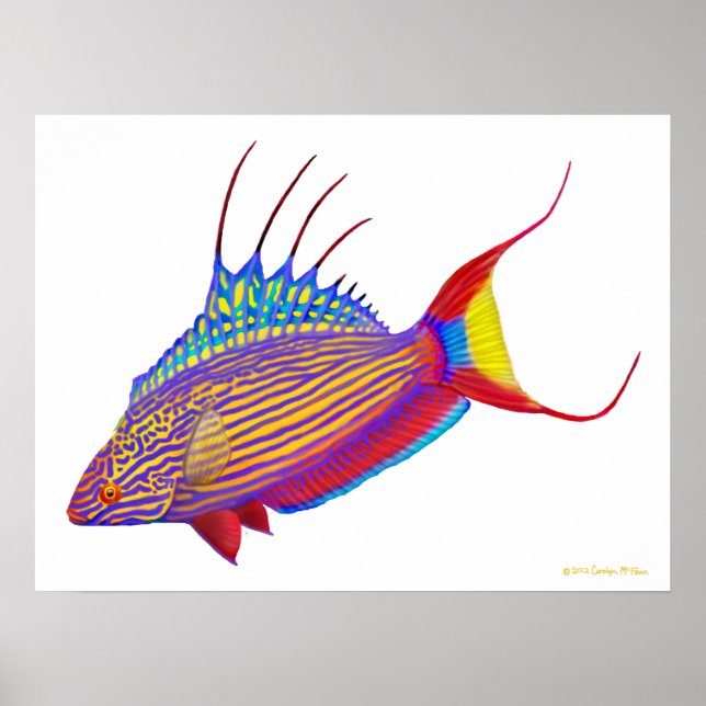 Poster de poisson Flasher Wrasse de Psychedelic Be (Devant)