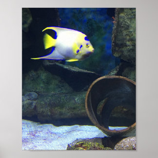 Poster de poisson jaune bleu blanc