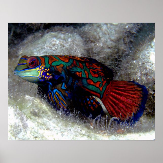 Poster de poisson mandarin (Devant)