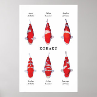 Poster de poissons koi japonais : Kohaku