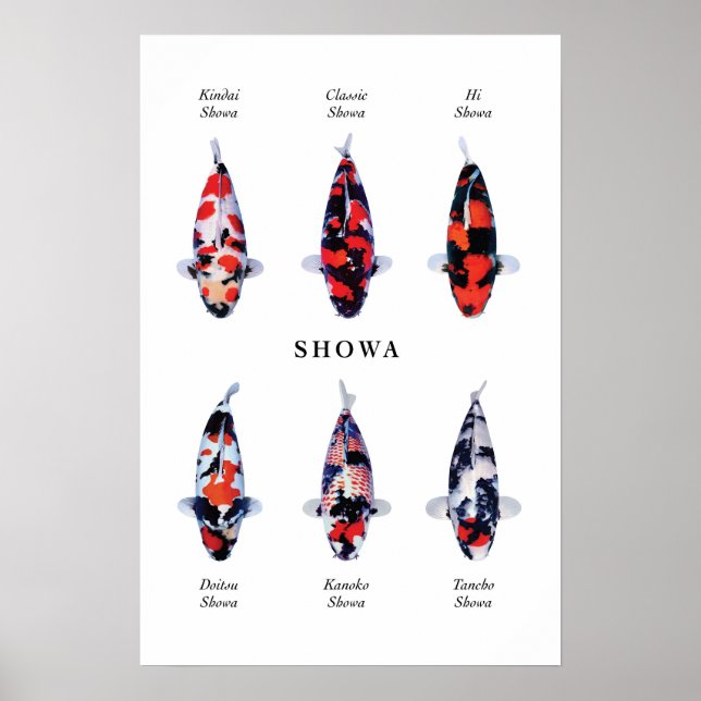 Poster de poissons koi japonais : Showa (Devant)