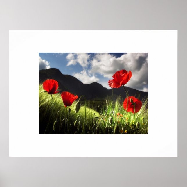 Poster de Poppies (Devant)