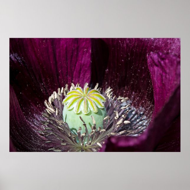 Poster de Poppy (Devant)